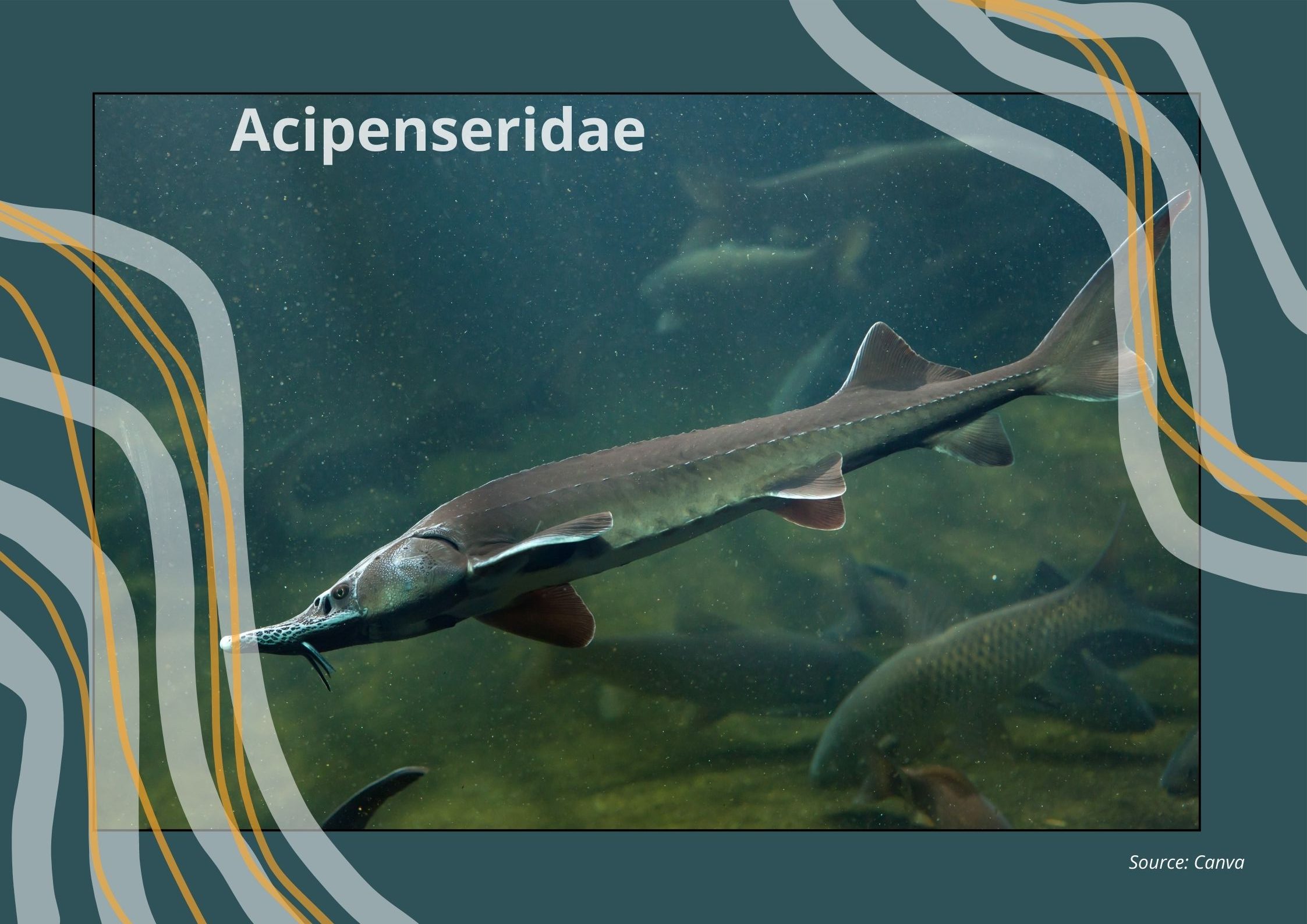 Графика с есетра под вода и надпис „Acipenseridae“